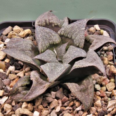 Haworthia-splendens-2
