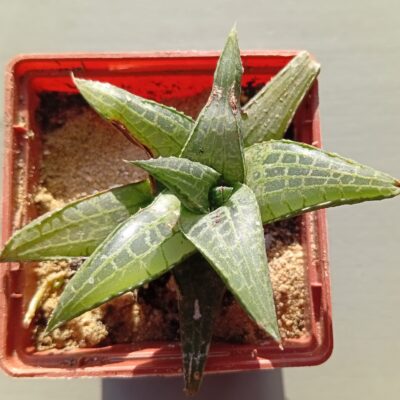Haworthia tesselata Colesberg IB 6736