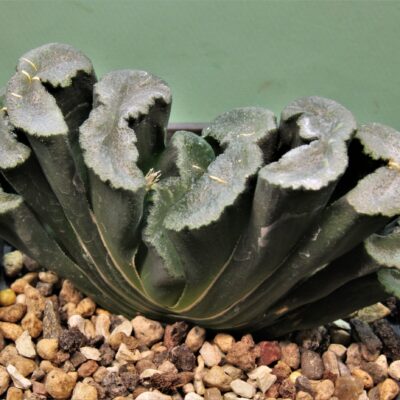 Haworthia-truncata-Hiroshige-15