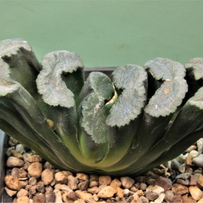 Haworthia-truncata-Hiroshige-16-