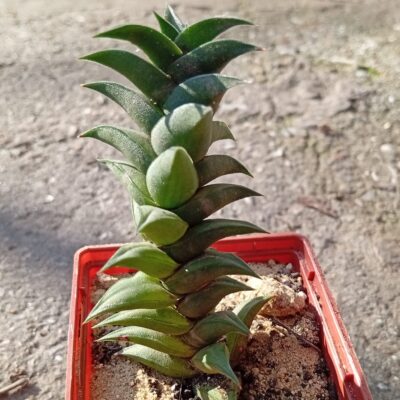Haworthia viscosa v pseudotortuosa