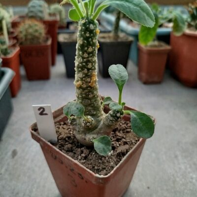 Dorstenia sp.Thailand (not foetida)