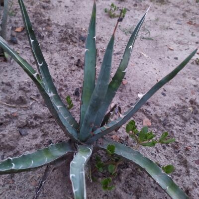 Agave chrysantha MG 1888.363