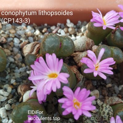 насіння conophytum lithopsoides 145-3 seeds