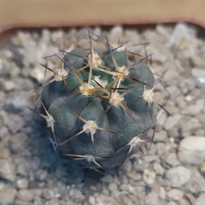 Acanthocalycium glaucum
