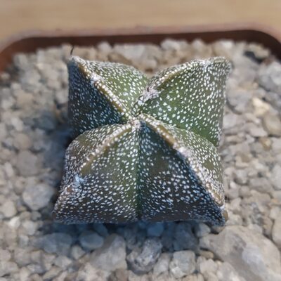 Astrophytum myriostigma v.quadricostatum