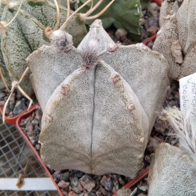 Astrophytum coahuilense SB1474 -cube-7cm-