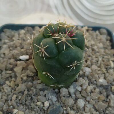 Thelocactus hexaedrophorus