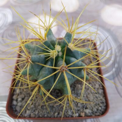 Ferocactus glaucescens