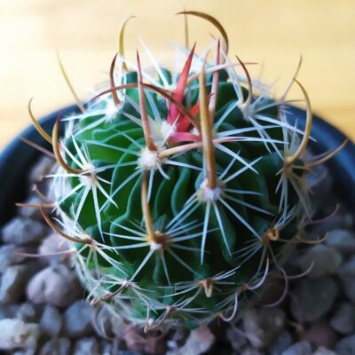 Echinofossulocactus lloydii