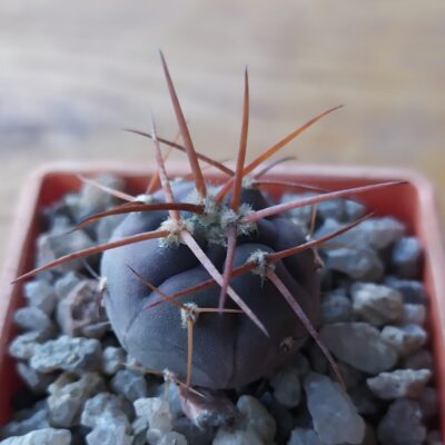Gymnocalycium spegazzinii ssp. cardenasianum