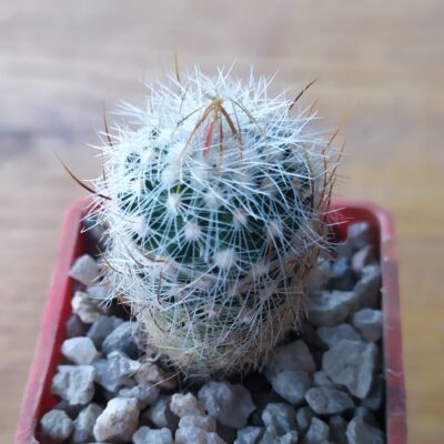 Echinofossulocactus albatus