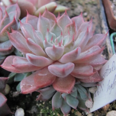 Graptopetallum rusbii  hybr.