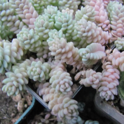 Sedum dasyphyllum *Major*
