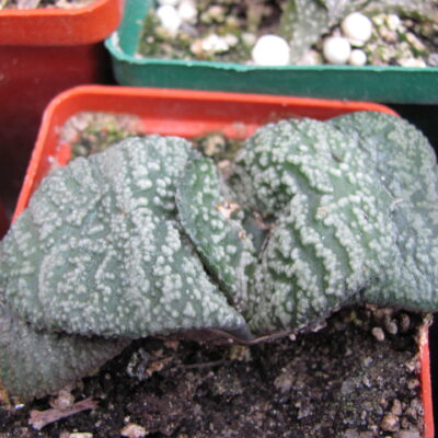 Gasteria armstrongii hybr.