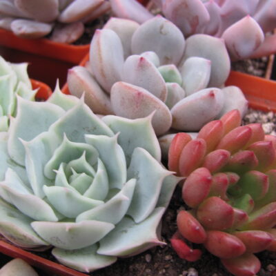 3    Echeveria разом