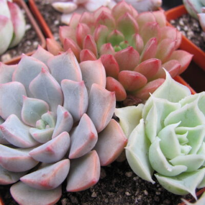 3   Echeveria  разом