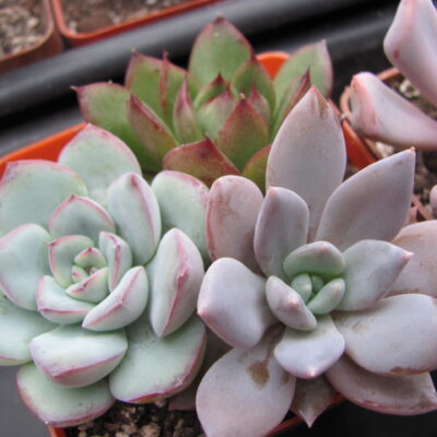 3 Echeveria разом