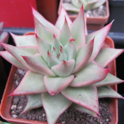 Echeveria agavoides Aguamarin