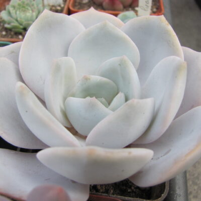 Echeveria laui hybr.
