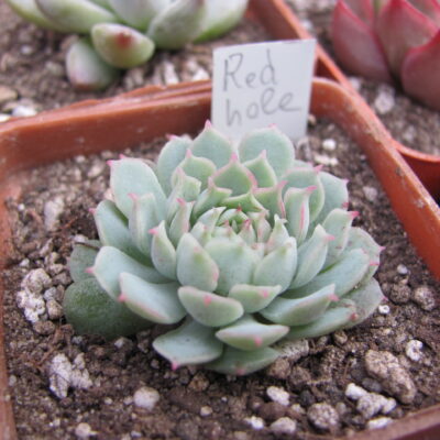 Echeveria *Red Hole* China