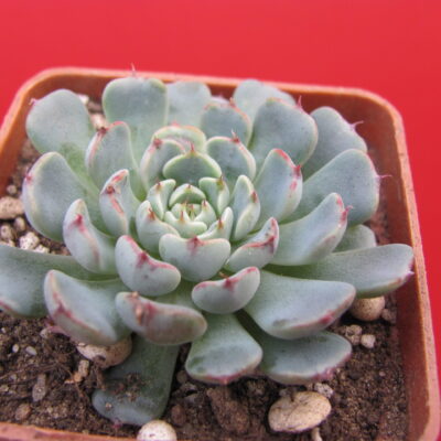 Echeveria minima