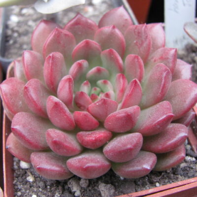 Echeveria Bashful