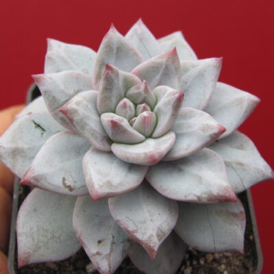 Echeveria Blue Bird
