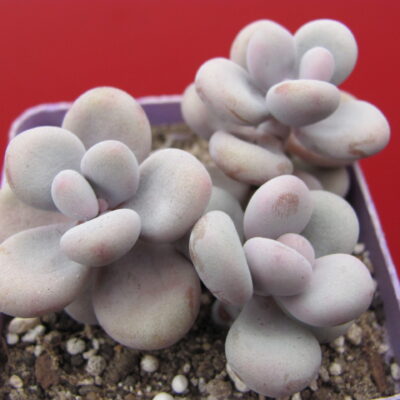Pachyphytum Pink 3 разом