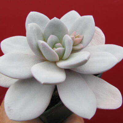 Echeveria laui