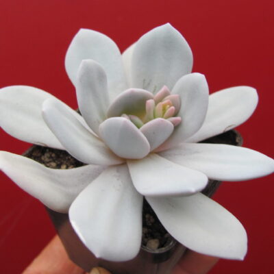 Echeveria laui