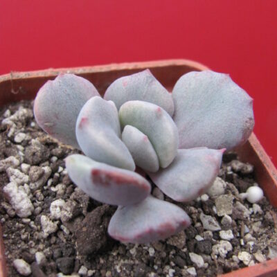Echeveria Debbie *Monstr*