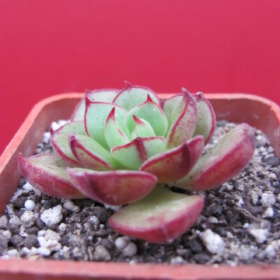 Echeveria Joan Daniel