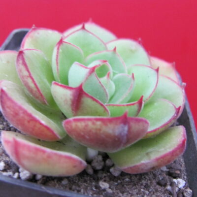 Echeveria Joan Daniel