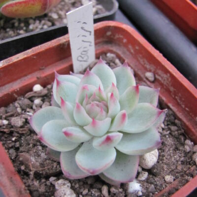 Echeveria Baijiji