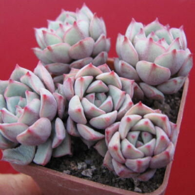 Echeveria Panda Face