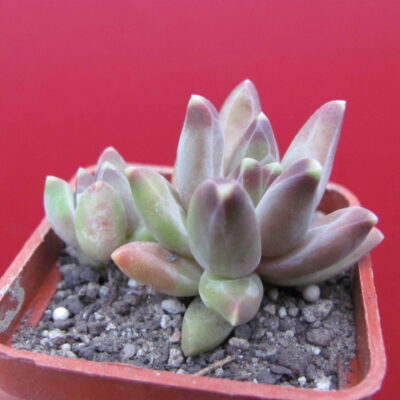 Pachyphytum compactum *Purple Diamond*