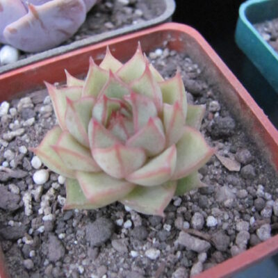 Echeveria Fabiola