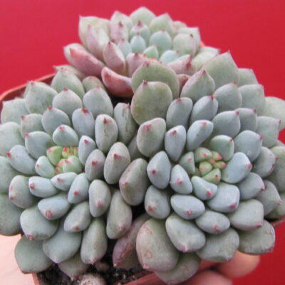 Echeveria hybr.