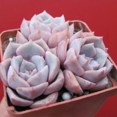Echeveria  hybr.