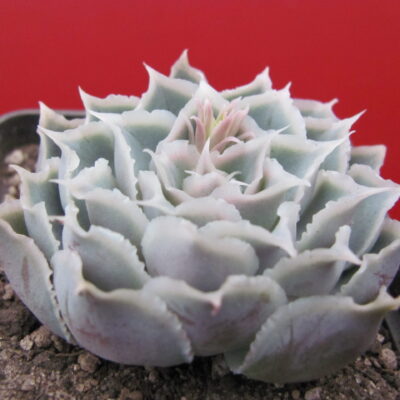 Echeveria Laguna Sanchez