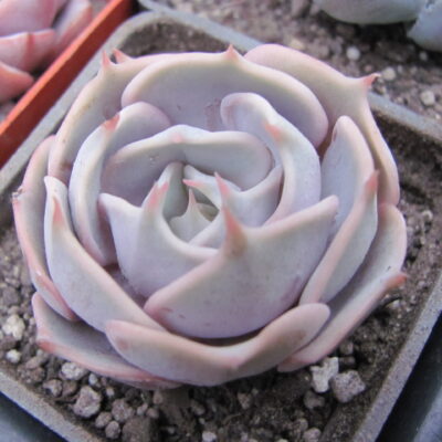 Echeveria hybr.