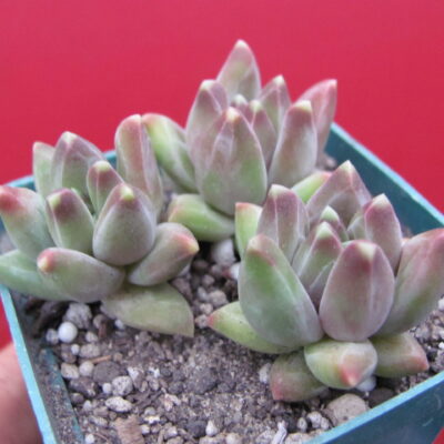 Pachyphytum compactum *Purple Diamond* 3 разом