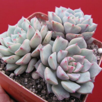 Echeveria Panda Face   3 разом