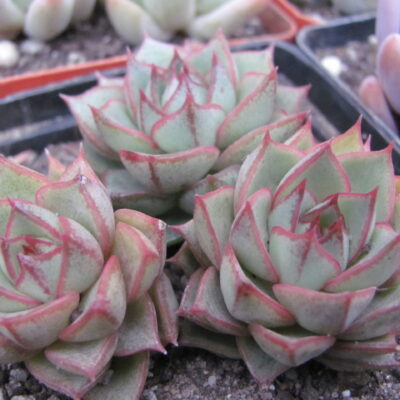 Echeveria Fabiola   3 разом