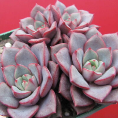 Echeveria purpusorum   Blue   3 разом