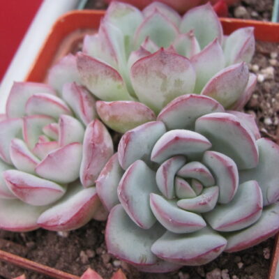 Echeveria Hercules 3 разом