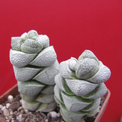 Crassula deceptor
