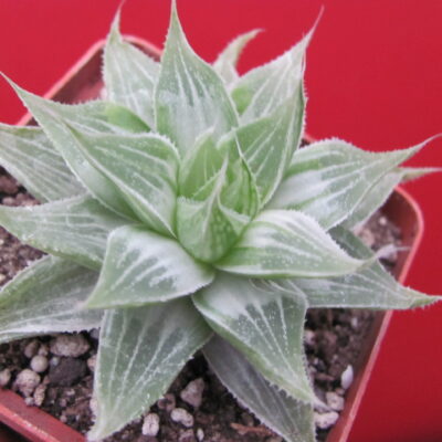 Haworthia  *Grey Ghost*