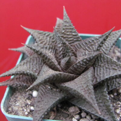 Haworthia limifolia *Nigra*